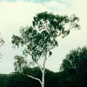 AUS NT KingsCanyon 1992 016  This is more like the environment we are used to seeing a ghost gum in. : 1992, Australia, Date, Kings Canyon, NT, Places, Year